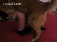 Porn dog banging a sexy babe